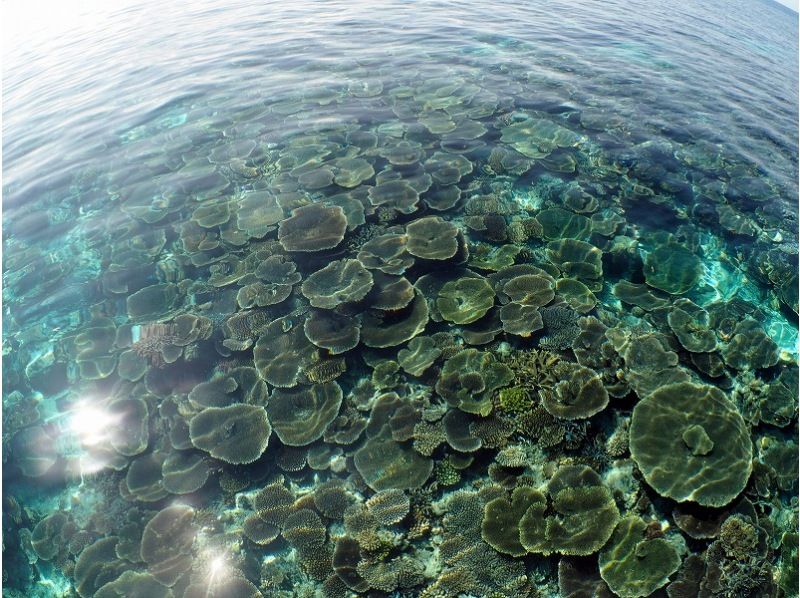 【沖縄・西表島】奇跡の島「バラス島」「鳩間島」を巡るシュノーケリング１日ツアー 石垣島からの日帰り参加OK「写真データ無料プレゼント」の紹介画像