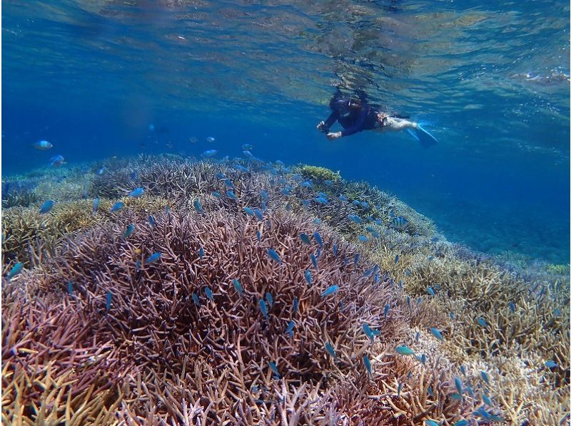 【沖縄・西表島】奇跡の島「バラス島」「鳩間島」を巡るシュノーケリング１日ツアー 石垣島からの日帰り参加OK「写真データ無料プレゼント」の紹介画像
