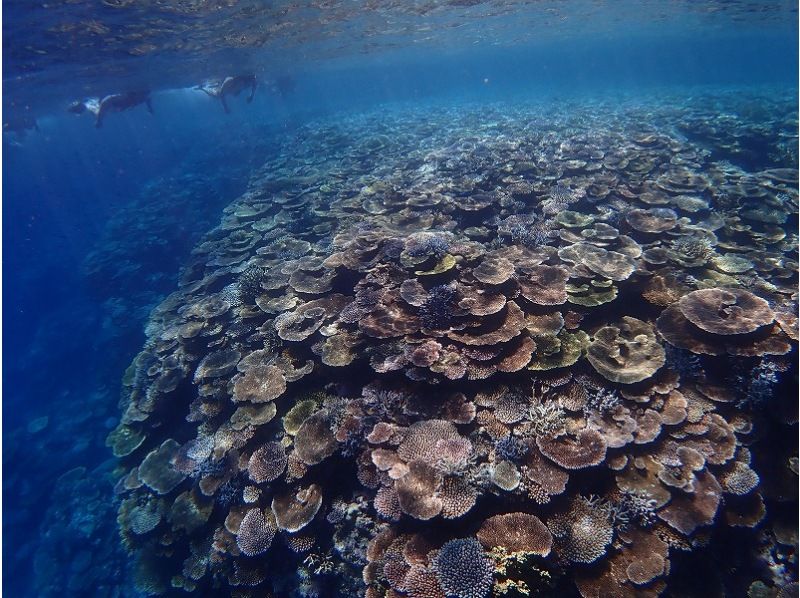 【沖縄・西表島】奇跡の島「バラス島」「鳩間島」を巡るシュノーケリング１日ツアー 石垣島からの日帰り参加OK「写真データ無料プレゼント」の紹介画像