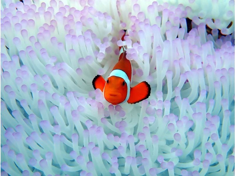 【沖縄・西表島】奇跡の島「バラス島」「鳩間島」を巡るシュノーケリング１日ツアー 石垣島からの日帰り参加OK「写真データ無料プレゼント」の紹介画像