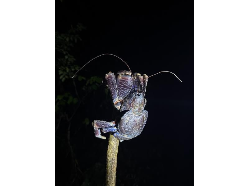 【宮古島・21時】当日予約OK！星空&times;夜の生き物探検ツアー！《写真は無料プレゼント》の紹介画像