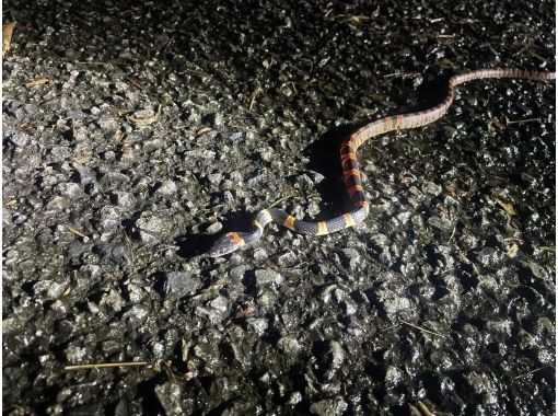 【奄美大島】 名瀬 笠利 龍郷エリアは送迎無料! ナイトツアーで奄美の希少な動植物を見に行こう! 【奄美大島】 名瀬 笠利 龍郷エリアは送迎無料! ナイトツアーで奄美の希少な動植物を見に行こう!