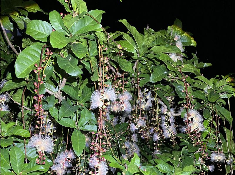 【奄美大島】　名瀬　笠利　龍郷エリアは送迎無料！　ナイトツアーで奄美の希少な動植物を見に行こう！の紹介画像