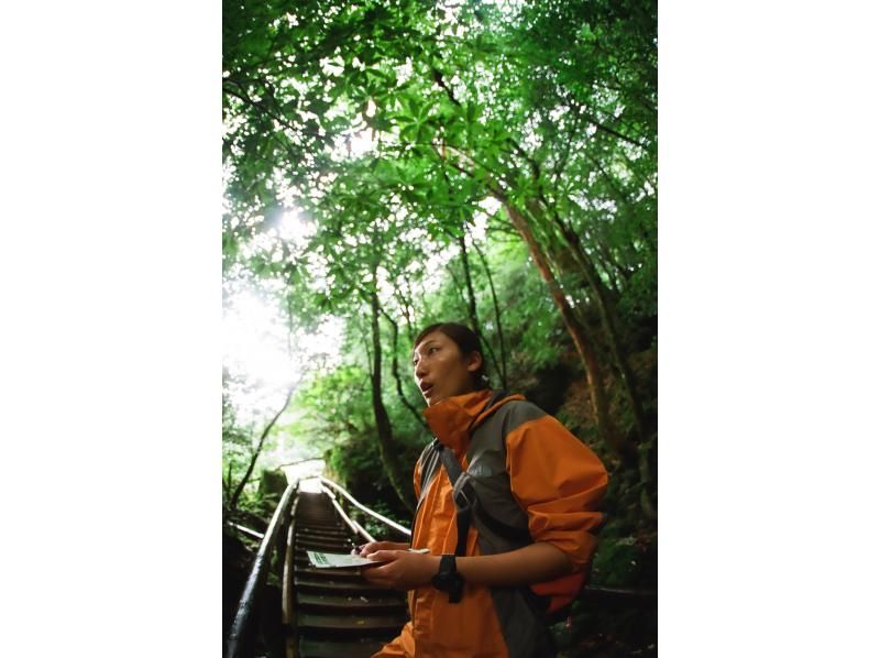 【屋久島・早朝１日】朝露に輝く白谷雲水峡1日ツアー｜貸切相談可・太鼓岩から望む絶景と神秘の森歩きの紹介画像