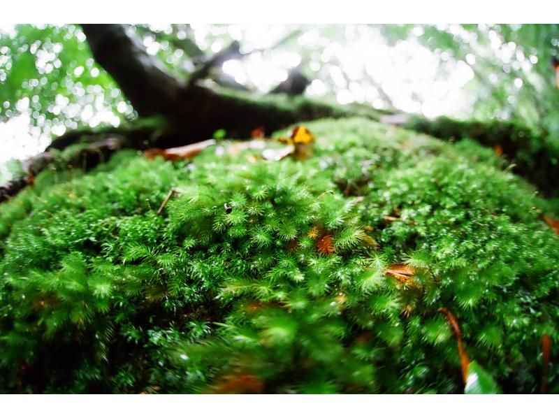 【屋久島・早朝１日】朝露に輝く白谷雲水峡1日ツアー｜貸切相談可・太鼓岩から望む絶景と神秘の森歩きの紹介画像