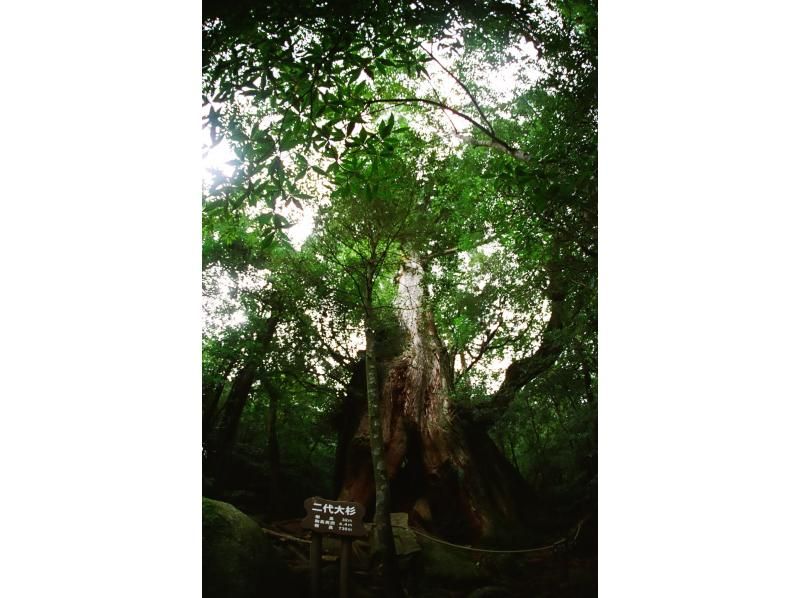 【屋久島・早朝１日】朝露に輝く白谷雲水峡1日ツアー｜貸切相談可・太鼓岩から望む絶景と神秘の森歩きの紹介画像