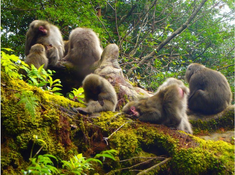 【屋久島・早朝１日】朝露に輝く白谷雲水峡1日ツアー｜貸切相談可・太鼓岩から望む絶景と神秘の森歩きの紹介画像