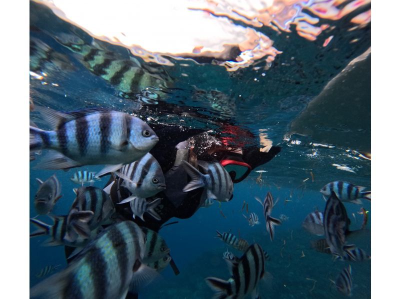 【恩納村青の洞窟シュノーケルサンゴお守りストラップ付き】ボートで出港青の洞窟シュノーケルツアー（写真プレゼント餌あげ体験付の紹介画像