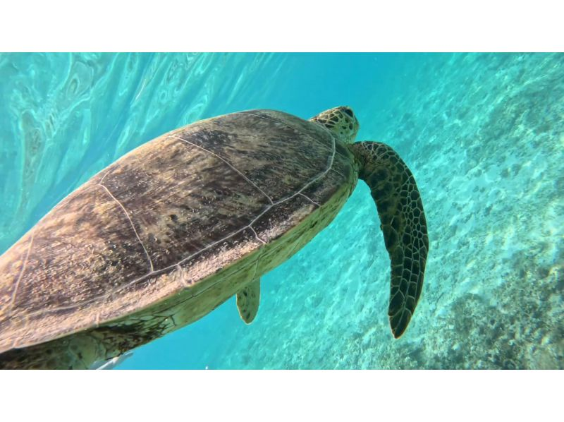 [Kagoshima Prefecture, Amami Oshima] Graduation Trip Special - Sea Turtle Snorkeling + Kazbo Burger Lunch (No. 1 on Tabelog)の紹介画像