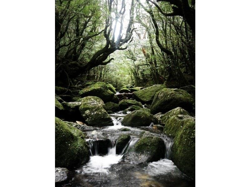 【屋久島・早朝半日】混雑を避けて静寂の「苔むす森」へ｜お昼前には下山して午後も自由に！の紹介画像