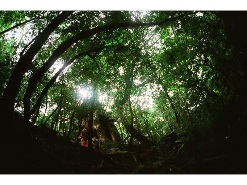 【屋久島・早朝半日】混雑を避けて静寂の「苔むす森」へ｜お昼前には下山して午後も自由に！の紹介画像