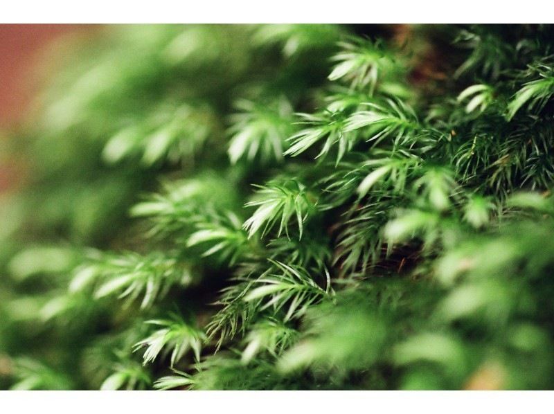 【屋久島・早朝半日】混雑を避けて静寂の「苔むす森」へ｜お昼前には下山して午後も自由に！の紹介画像