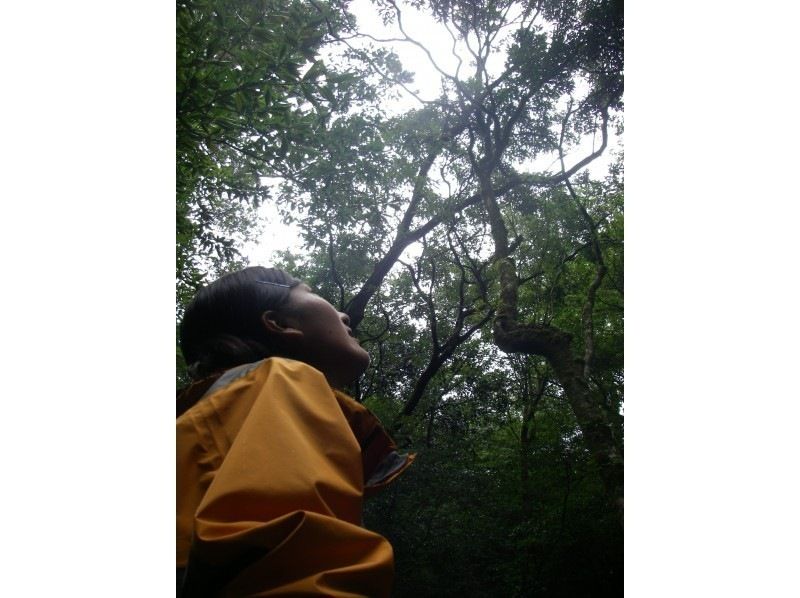 【屋久島・早朝半日】混雑を避けて静寂の「苔むす森」へ｜お昼前には下山して午後も自由に！の紹介画像