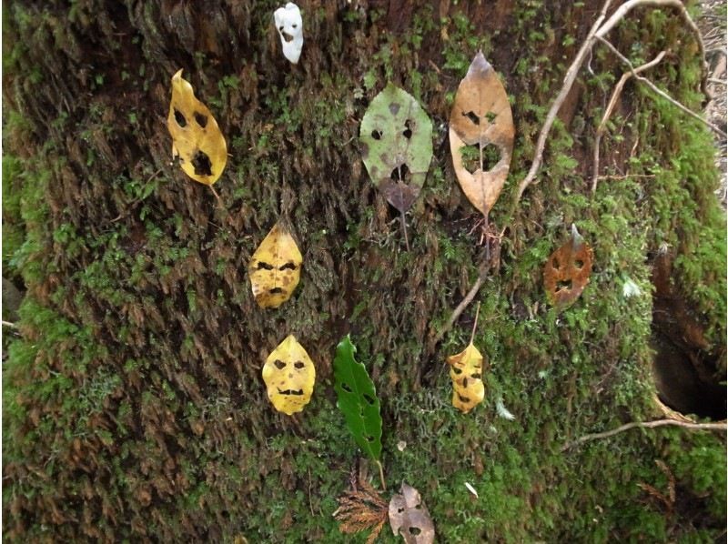 【屋久島・早朝半日】混雑を避けて静寂の「苔むす森」へ｜お昼前には下山して午後も自由に！の紹介画像
