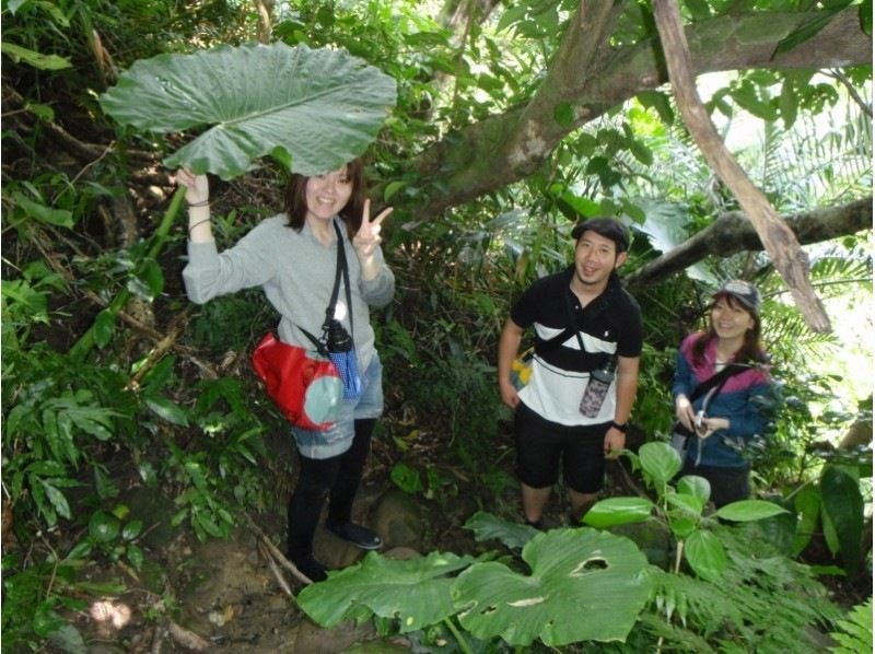 セール実施中【沖縄・西表島】滝つぼで泳げる！ピナイサーラの滝壺カヌー&トレッキングランチ付きツアー！の紹介画像