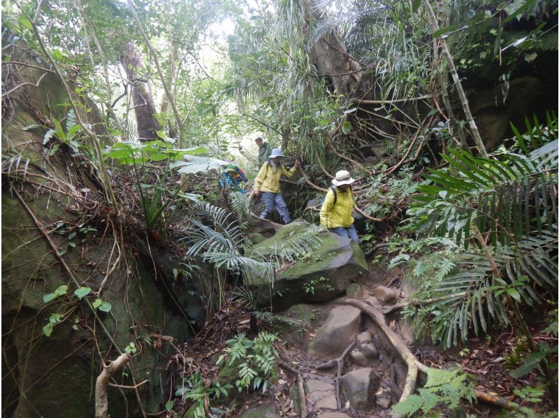 セール実施中【沖縄・西表島】滝つぼで泳げる！ピナイサーラの滝壺カヌー&トレッキングランチ付きツアー！の紹介画像