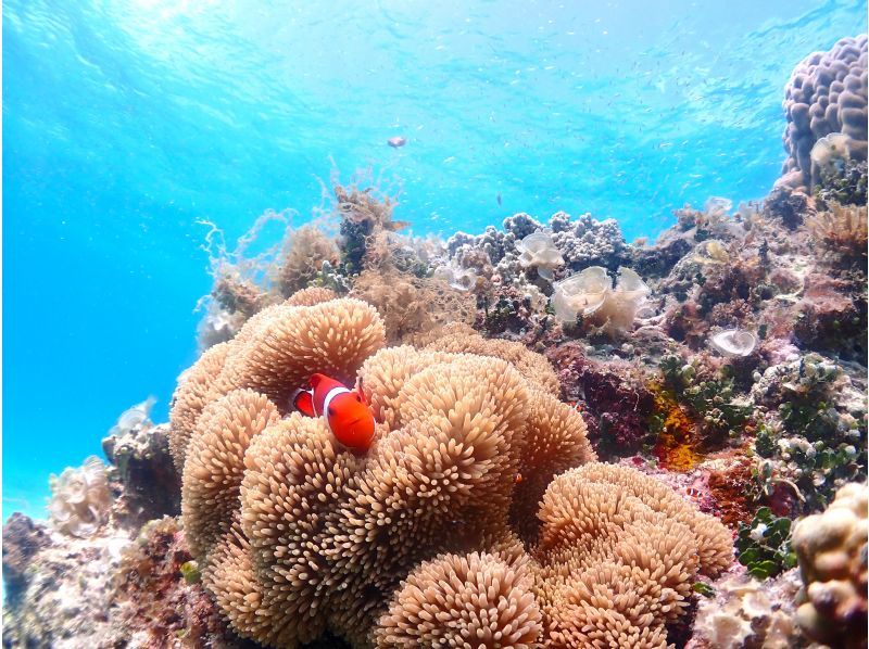 【沖縄・石垣】午前コース☆おひとり様OK！おてがる半日シュノーケリング☆レンタル器材込み・お写真無料プレゼント！のコピーの紹介画像