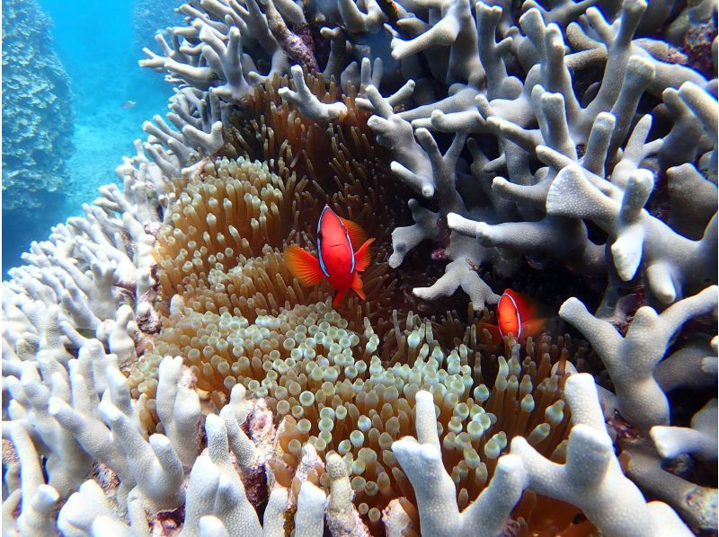 【石垣・半日ダイビング】船酔いの心配なし！ペアでお得に！！ビーチエントリーでダイビング♪女性インストラクターがご案内します♪の紹介画像