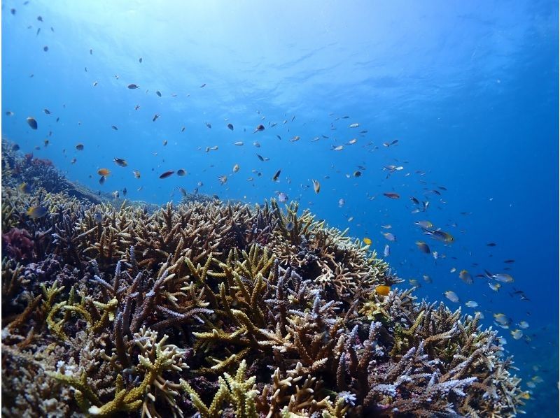 【石垣・半日ダイビング】船酔いの心配なし！ペアでお得に！！ビーチエントリーでダイビング♪女性インストラクターがご案内します♪の紹介画像