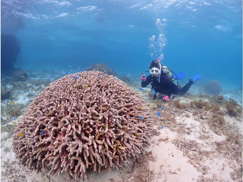 【クチコミ★5！石垣島】＼１組限定／初心者大歓迎！足がつく浅瀬からスタートの体験ダイビング｜女性インストラクター｜少人数制の紹介画像