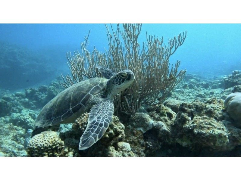 【学生大人気！石垣島】ウミガメ見るならここ｜ウミガメシュノーケル｜幻の石垣ブルー｜当日予約可能｜写真無料プレゼント！！！の紹介画像
