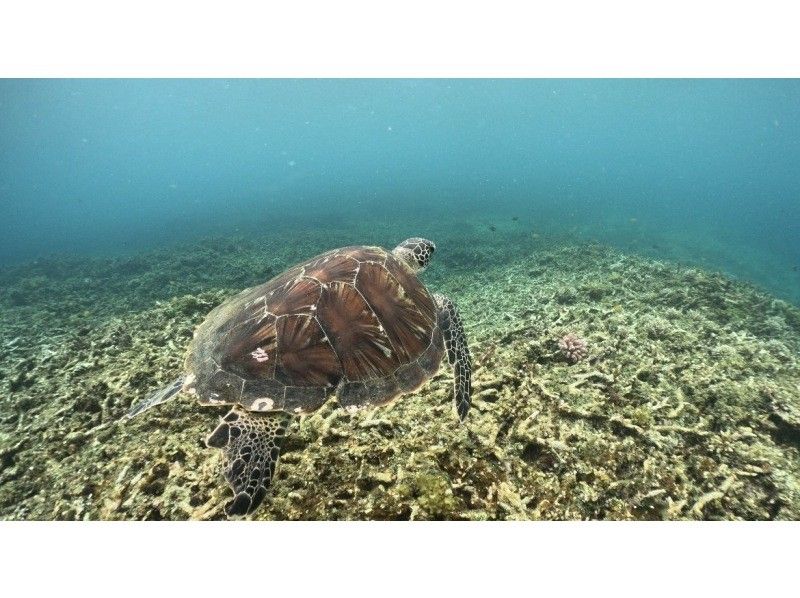 【学生大人気！石垣島】ウミガメ見るならここ｜ウミガメシュノーケル｜幻の石垣ブルー｜当日予約可能｜写真無料プレゼント！！！の紹介画像