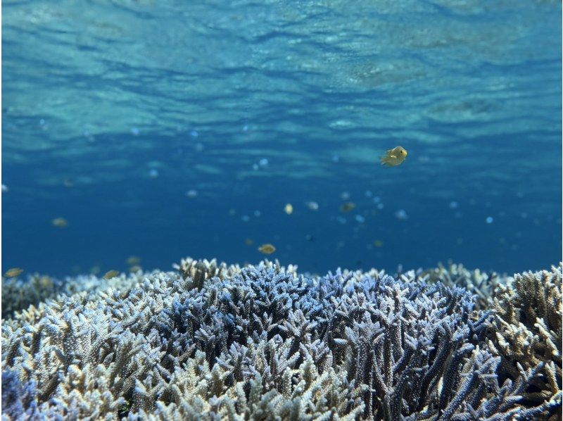 【半日/午後】ボートで行く！幻の島（浜島）上陸！&綺麗な珊瑚礁＋可愛い熱帯魚が見れる1ポイントシュノーケル！ドローン撮影無料サービスの紹介画像