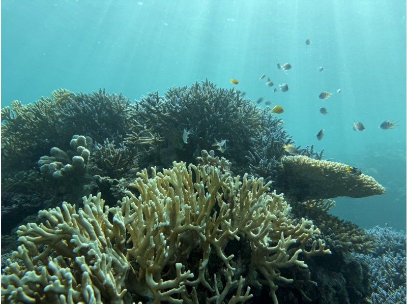 【半日/午後】ボートで行く！幻の島（浜島）上陸！&綺麗な珊瑚礁＋可愛い熱帯魚が見れる1ポイントシュノーケル！ドローン撮影無料サービスの紹介画像