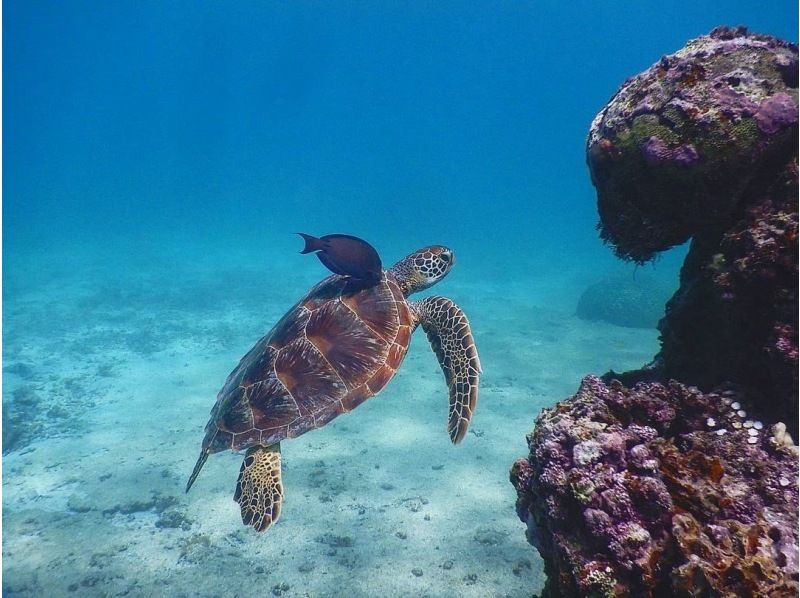 【半日/午後】ボートで行く！幻の島（浜島）上陸！&綺麗な珊瑚礁＋可愛い熱帯魚が見れる1ポイントシュノーケル！ドローン撮影無料サービスの紹介画像