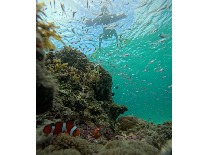 【半日/午後】ボートで行く！幻の島（浜島）上陸！&綺麗な珊瑚礁＋可愛い熱帯魚が見れる1ポイントシュノーケル！ドローン撮影無料サービスの紹介画像