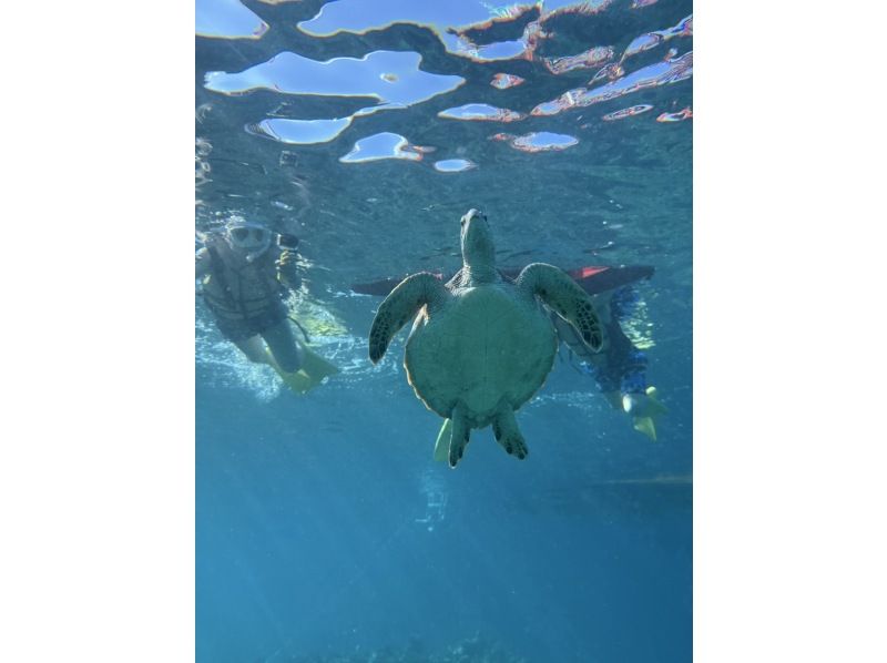 【半日/午後】ボートで行く！幻の島（浜島）上陸！&綺麗な珊瑚礁＋可愛い熱帯魚が見れる1ポイントシュノーケル！ドローン撮影無料サービスの紹介画像