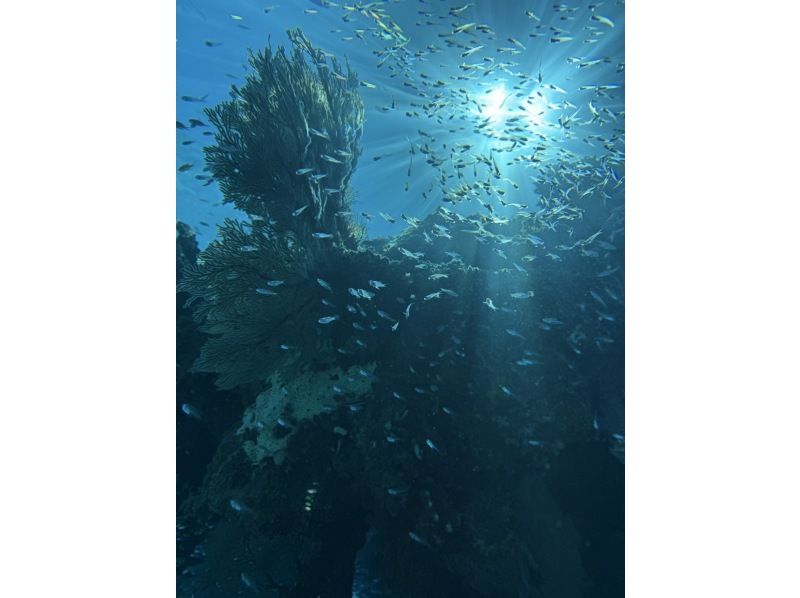 【半日/午後】ボートで行く！幻の島（浜島）上陸！&綺麗な珊瑚礁＋可愛い熱帯魚が見れる1ポイントシュノーケル！ドローン撮影無料サービスの紹介画像