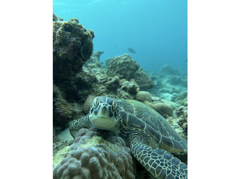 【半日/午後】ボートで行く！幻の島（浜島）上陸！&綺麗な珊瑚礁＋可愛い熱帯魚が見れる1ポイントシュノーケル！ドローン撮影無料サービスの紹介画像