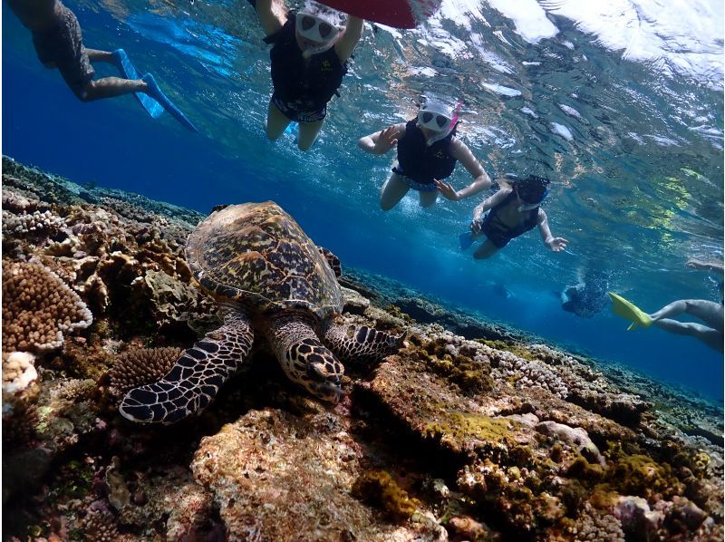 【오키나와 미야코지마】1일 10조 한정! 비경 야에 간세(야비지)로 반나절 체험 다이빙 & 스노클! 대인기 투어! <수중 사진, 픽업 무료 서비스! 〉の紹介画像