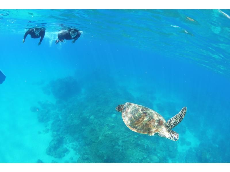 【屋久島・SUP＋シュノーケル】透明度抜群の海へ！リバーSUP＆シュノーケル1日コース。色鮮やかなサンゴや熱帯魚に包まれる感動をの紹介画像