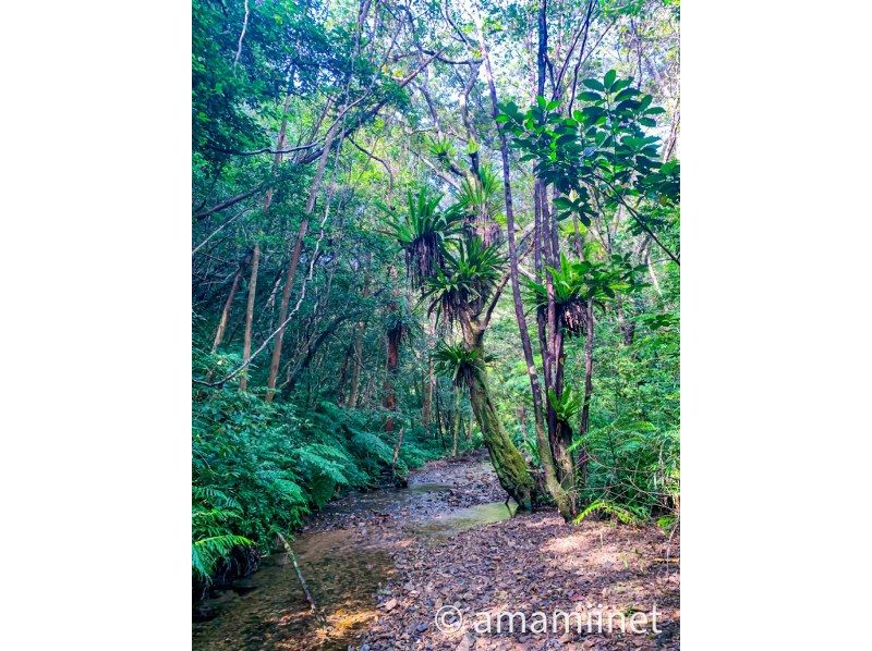 「奄美大島」　知られざる秘境　奄美の神秘　ジャングル探検と命の水・パワースポットの紹介画像
