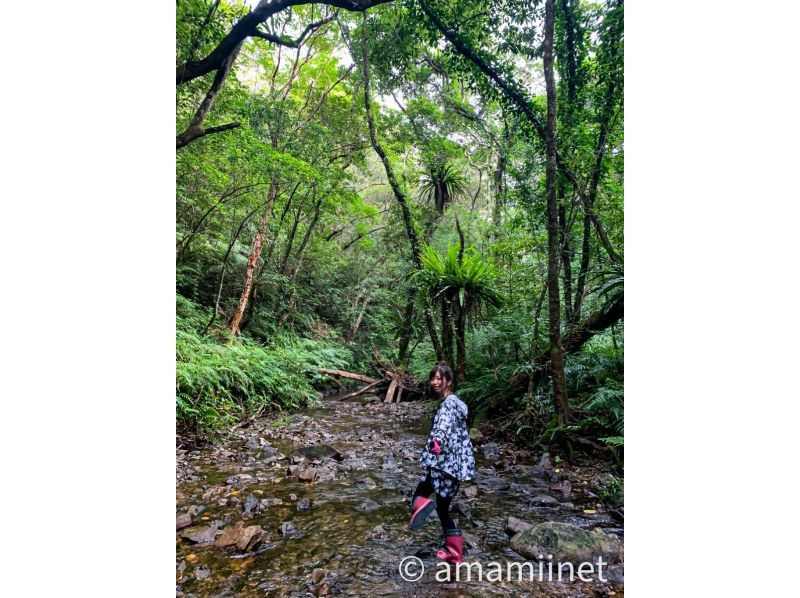 「奄美大島」　知られざる秘境　奄美の神秘　ジャングル探検と命の水・パワースポットの紹介画像