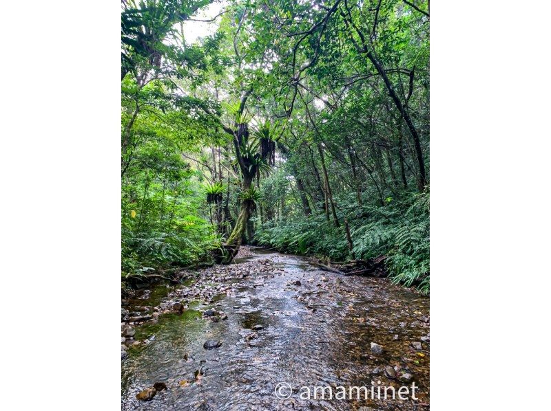 「奄美大島」　知られざる秘境　奄美の神秘　ジャングル探検と命の水・パワースポットの紹介画像