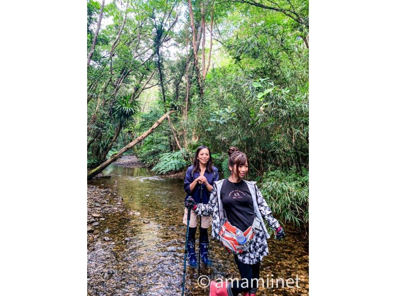 「奄美大島」　知られざる秘境　奄美の神秘　ジャングル探検と命の水・パワースポットの紹介画像