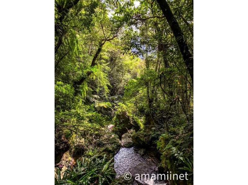 「奄美大島」　知られざる秘境　奄美の神秘　ジャングル探検と命の水・パワースポットの紹介画像