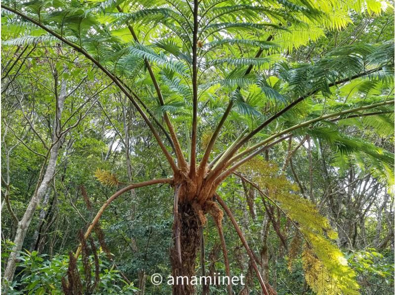 「奄美大島」　知られざる秘境　奄美の神秘　ジャングル探検と命の水・パワースポットの紹介画像