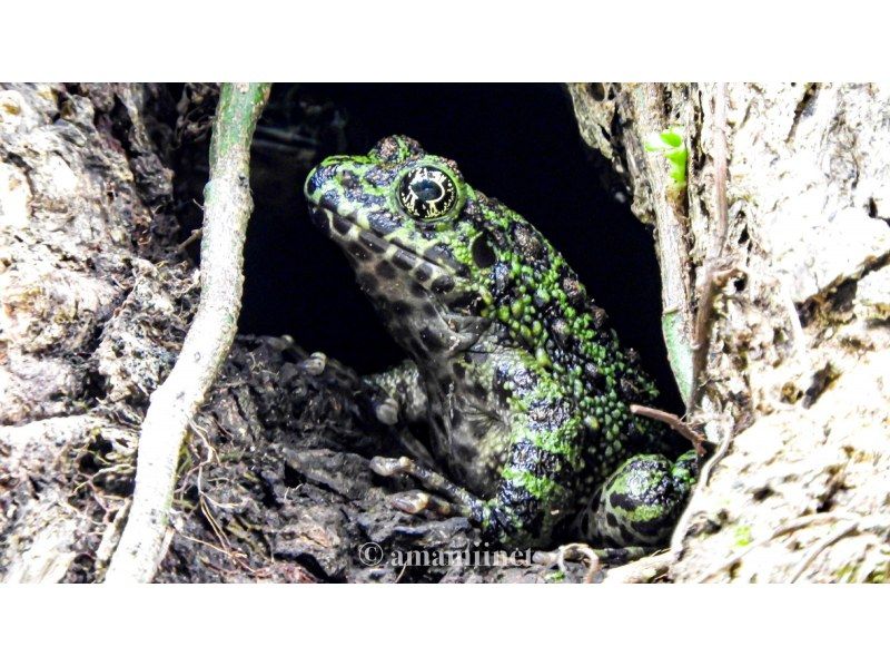 「奄美大島」　知られざる秘境　奄美の神秘　ジャングル探検と命の水・パワースポットの紹介画像