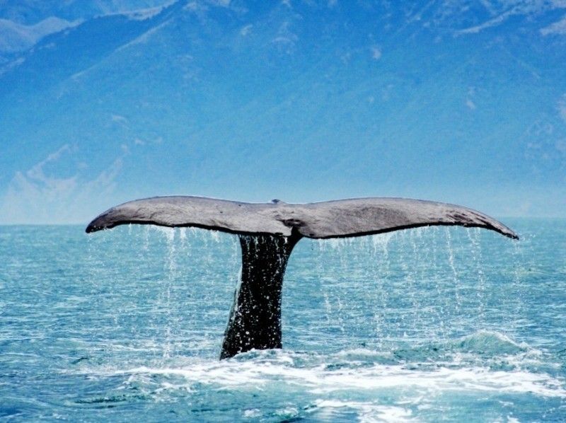 【沖繩·吉野灣碼頭抵達】只限冬季！舒適的鯨魚看船去の紹介画像