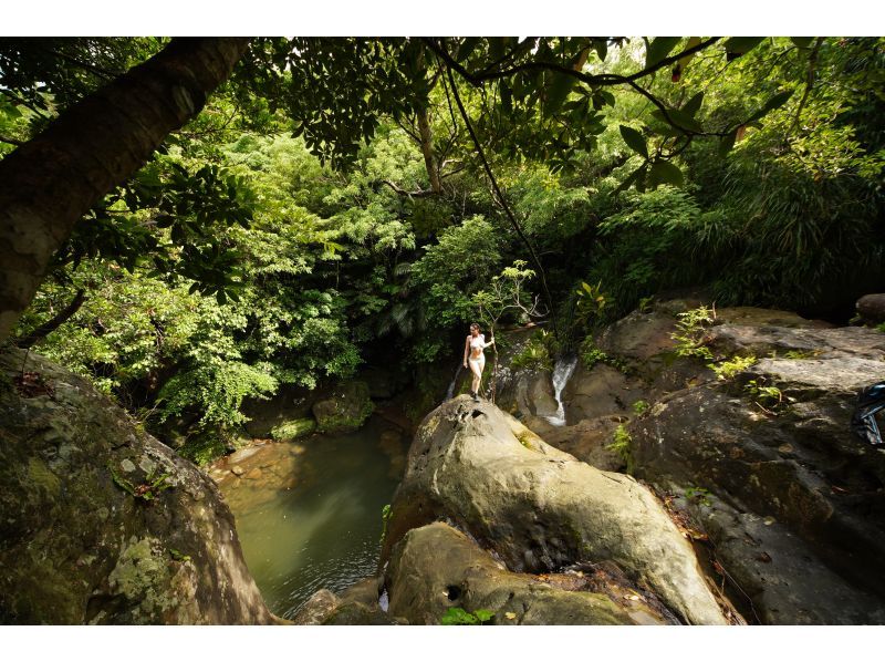 [Okinawa, Iriomote Island] A half-day but intense experience! Jungle trekking tour [Half-day trekking]の紹介画像