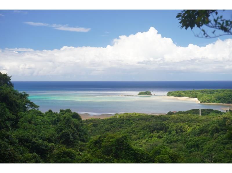 [Okinawa, Iriomote Island] A half-day but intense experience! Jungle trekking tour [Half-day trekking]の紹介画像