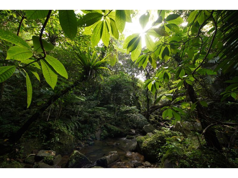 [Okinawa, Iriomote Island] A half-day but intense experience! Jungle trekking tour [Half-day trekking]の紹介画像