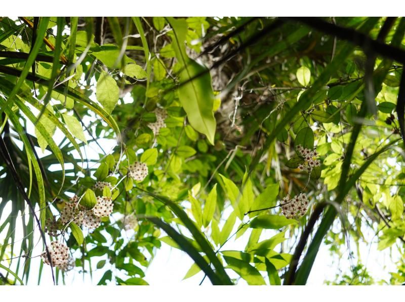 [Okinawa, Iriomote Island] A half-day but intense experience! Jungle trekking tour [Half-day trekking]の紹介画像