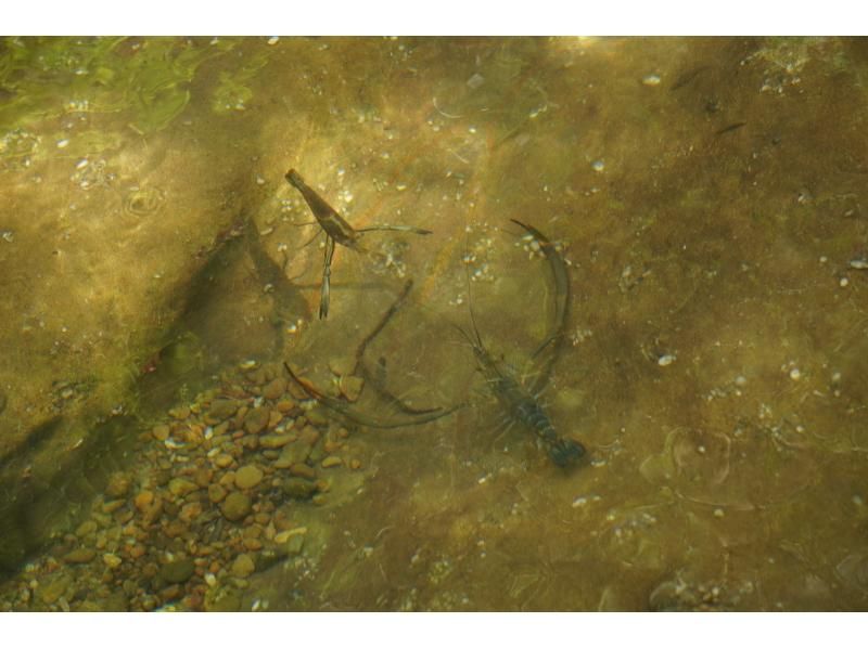 [Okinawa, Iriomote Island] A half-day but intense experience! Jungle trekking tour [Half-day trekking]の紹介画像