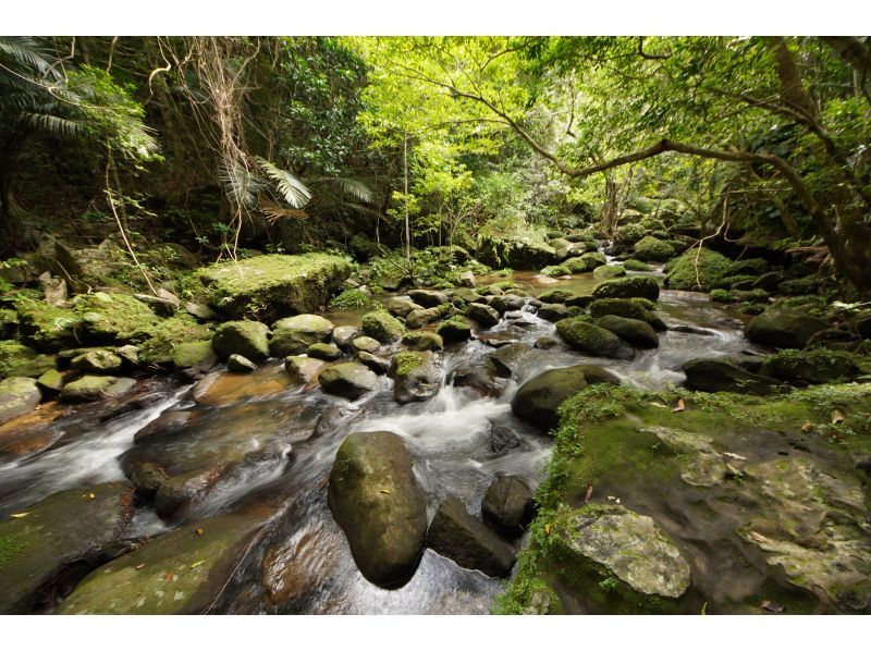 [Okinawa, Iriomote Island] Pinaisara Falls 1-day tour [Kayaking and trekking]の紹介画像