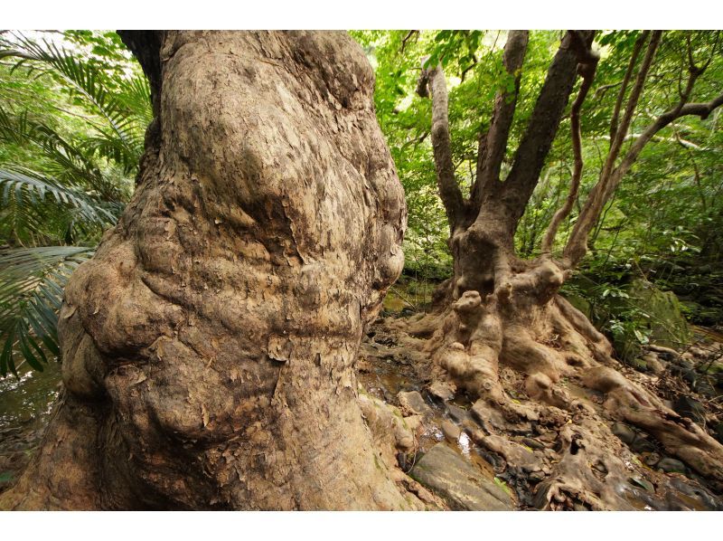 [Okinawa, Iriomote Island] Pinaisara Falls 1-day tour [Kayaking and trekking]の紹介画像